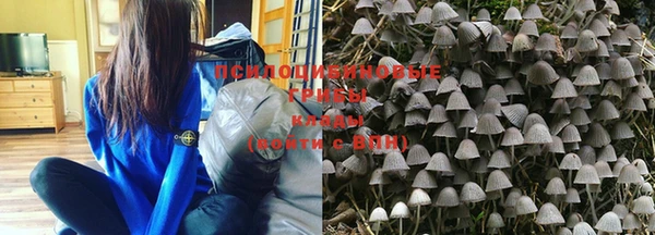 прущие грибы Абинск